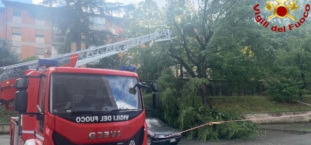 Grosso albero caduto a causa del maltempo