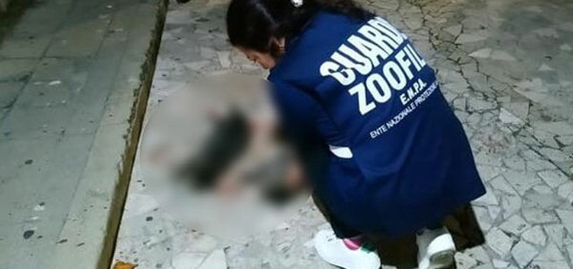 Due gatti trovati col cranio fracassato a Cosenza, indagini in corso