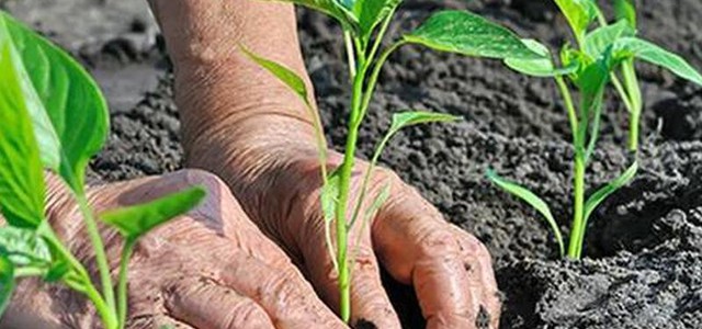 Emergenza Covid-19, Psr: arriva il Decreto Semplificazione