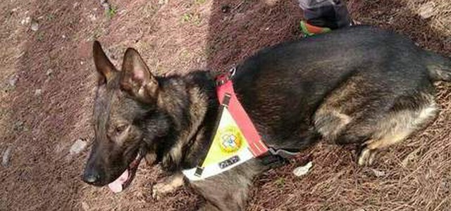 Anziano scomparso Castrovillari, ricerche