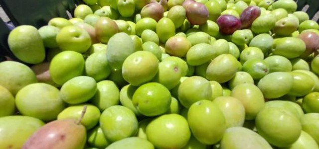 In Calabria la produzione di olio Evo diminuisce di oltre il 40%