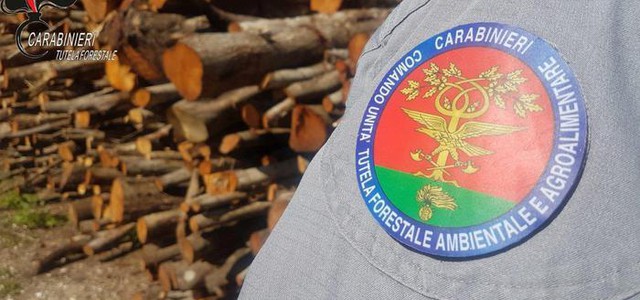 Furto di legna in bosco comunale, denunciato 54enne