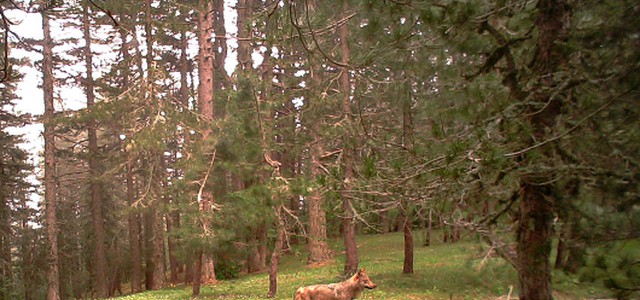 Il Parco Nazionale della Sila presenta i risultati del monitoraggio delle specie selvatiche