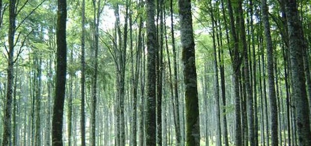 Dipartimento Agricoltura risponde a Coldiretti in merito al bando della Misura 8 del PSR Calabria