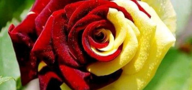Aquile, il tifo più bello da una rosa di un balcone del Capoluogo