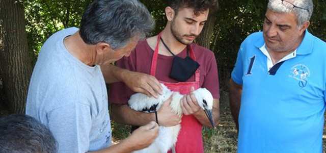 Progetto Cicogna bianca Calabria, inanellati 17 esemplari per studiarne lo stile di vita