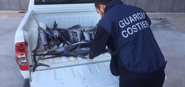 Pescato sotto misura, multato diportista