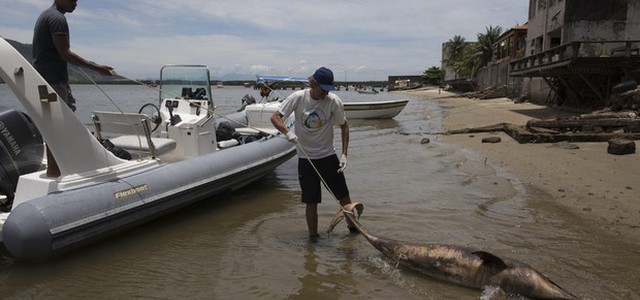 Un virus avrebbe ucciso 170 delfini in Brasile