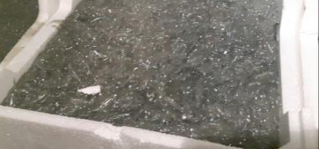 Maxi sequestro di novellame non idoneo al consumo sequestrato e distrutto