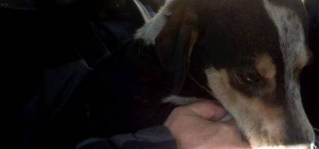 Catanzaro, circolo “Almirante” di Fratelli d’Italia lancia petizione on line per istituire il cane del quartiere marinaro