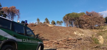 Sorpreso un uomo mentre taglia alberi in una pineta