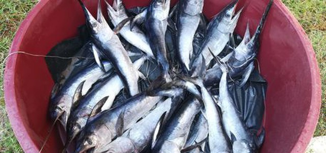 Sequestrato pesce spada sottomisura