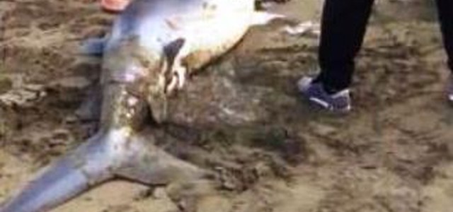 Squalo in fin di vita si spiaggia partorisce 54 squaletti (VIDEO)