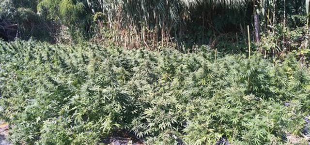 Sequestrate oltre mille piante marijuana