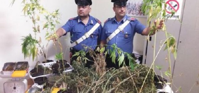 Catanzaro, 15enne fermato per strada con droga: il padre la coltivava in casa