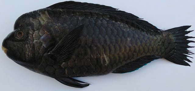 Nuovo pesce 'alieno' nel Mediterraneo, scoperto in Sicilia