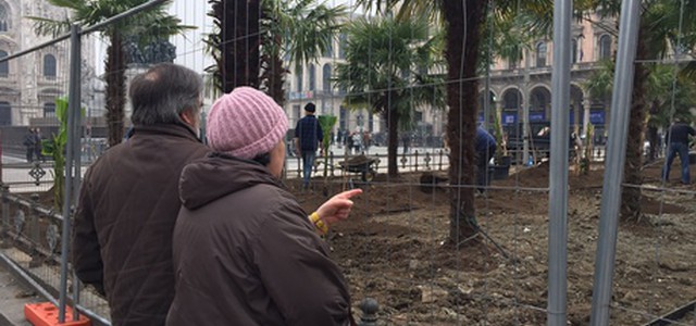 Dopo le palme, i banani in piazza Duomo
