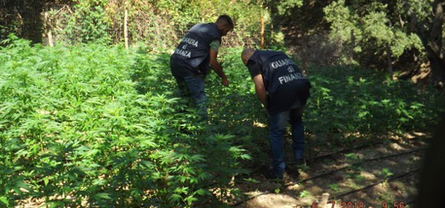 Scoperta piantagione con oltre tremila piante di marijuana
