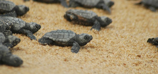 Primo nido di tartarughe Caretta Caretta in Calabria. Oliverio: “Bella notizia”