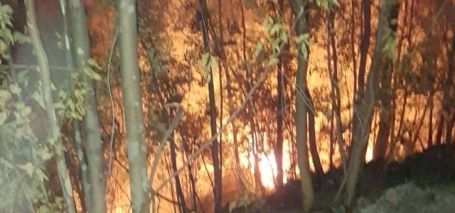 Incendio bosco nel Catanzarese, vigili del fuoco domano le fiamme