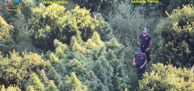 Trovata piantagione di cannabis nel Catanzarese: GdF scopre 2.500 piante