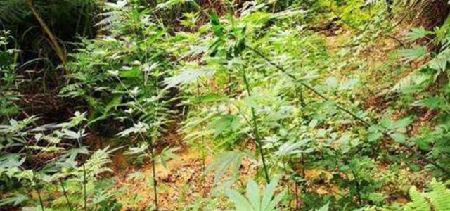 Trovata piantaggione di canapa indiana a Palmi