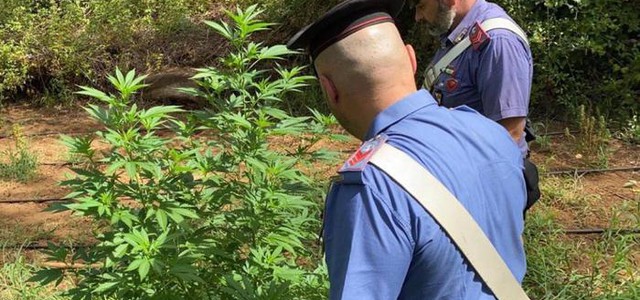 Piantagione di marijuana tra i rovi, arrestati zio e nipote