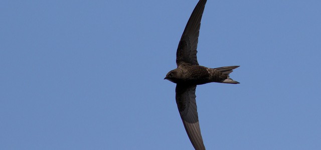 “Festival dei Rondoni - Swifts&Fun” al Parco dell’Aspromonte