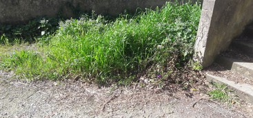 Celia: "La zona di Gagliano versa nel più totale degrado e abbandono"
