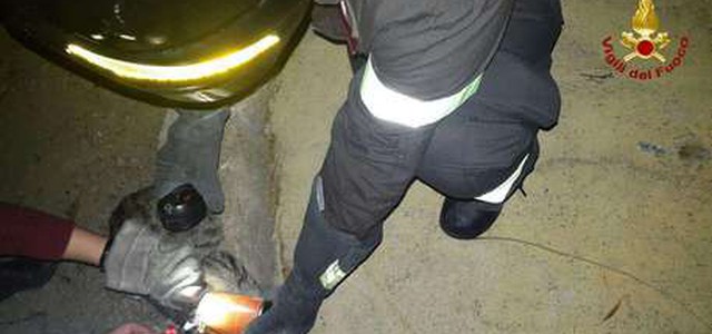 Gatto resta incastrato con testa in lattina, liberato