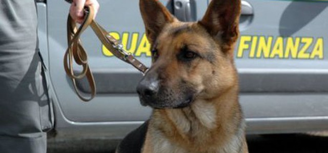 Gdf sequestra 22,3 gr marijuana