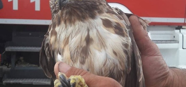 Falchetto rimasto intrappolato nel filo spinato di una recinzione, salvato