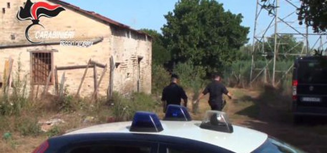 Scoperta piantagione droga, un arresto