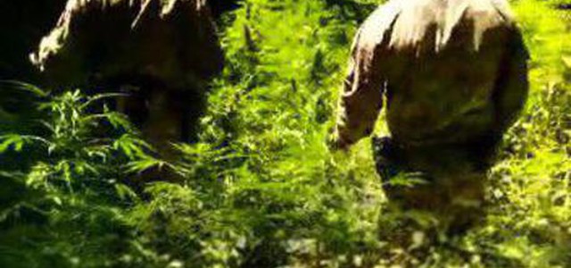Ritrovata ampia piantagione di marijuana nel reggino