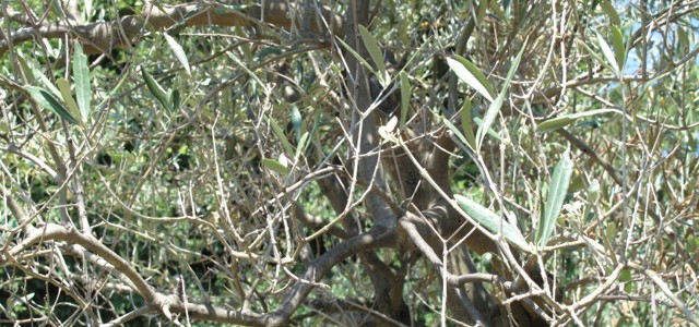 Anpa: "Campagna olivicola 2016/2017 a rischio"
