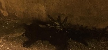 I volontari di Amici a 4 zampe indicono una manifestazione contro i maltrattamenti sugli animali
