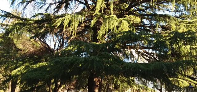 Il “Cedrus deodora” di Viale Scorza, dichiarato albero monumentale