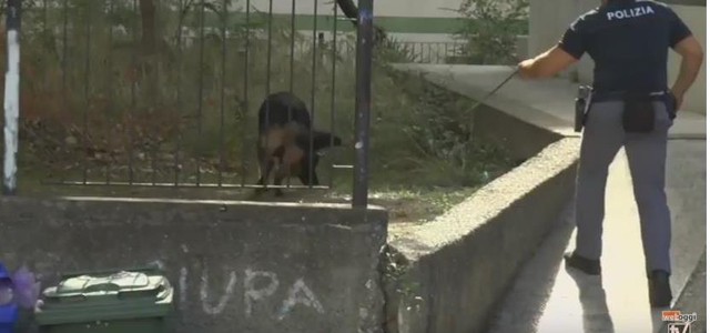 Blitz in Viale Isonzo a Catanzaro: eseguiti controlli da polizia e carabinieri (VIDEO)