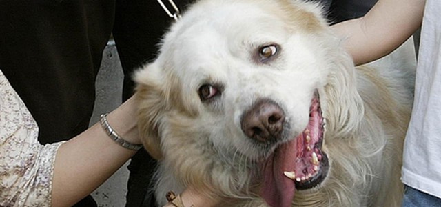 Abbaia troppo, cane sequestrato dopo denunce di un vicino