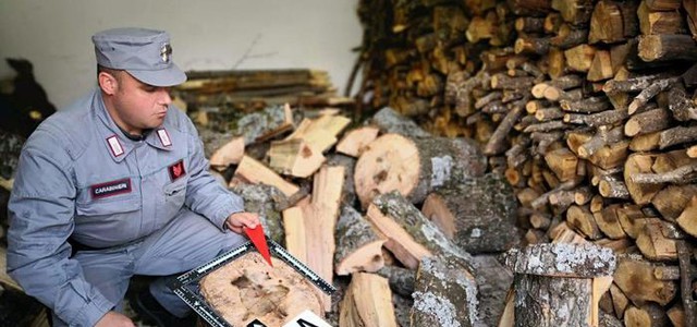Rubano legna da terreno demaniale, denunciati due fratelli