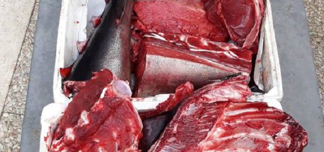 Sequestrati 20 kg di tonno rosso, sanzionata una pescheria