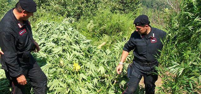 Blitz antidroga, scoperta piantagione