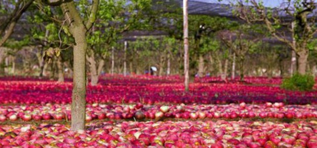 Coldiretti, cimice invade campi, è sos frutta e verdura