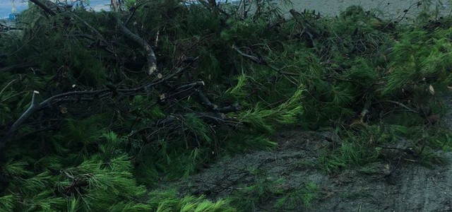 Tromba d’aria a Roccelletta di Borgia, alberi caduti ma nessun danno a persone