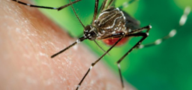 Virus Chikungunya nel Catanzarese, sei casi per puntura zanzara tigre: avviate procedure sanitarie