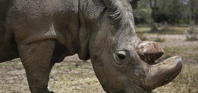Morto ultimo rinoceronte bianco settentrionale maschio