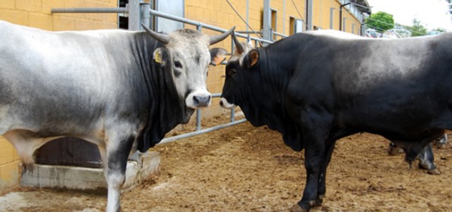 AgriSila, zootecnia, montagna e agricoltura sociale