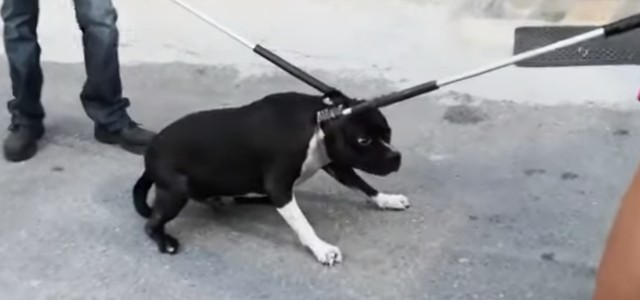 Catanzaro, uomo aggredito da pitbull ricoverato in gravi condizioni