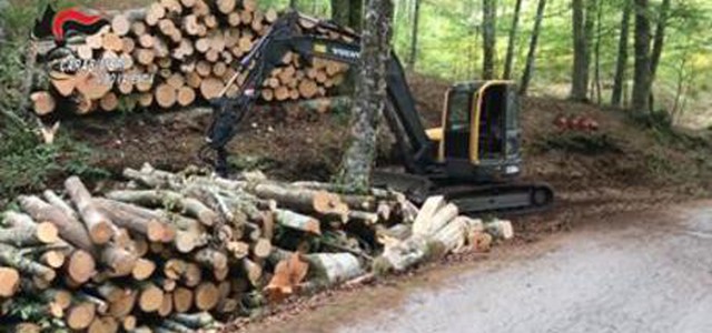 Taglio abusivo in bosco, sei denunce