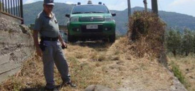 Cinghiale ucciso con crudeltà, 4 denunce nel Catanzarese